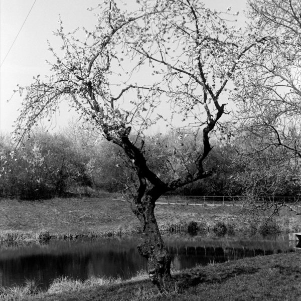 Můj druhý nejoblíbenější strom