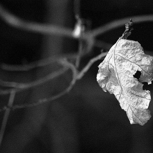 Až opadá listí z dubu