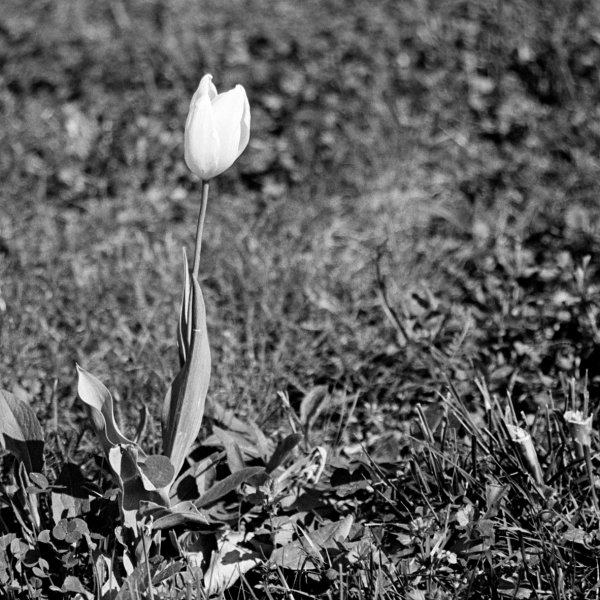 Tupilán pro Retinku